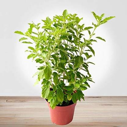 WILLVINE Vana Tulsi Herb (Holy basil) Seeds Seed