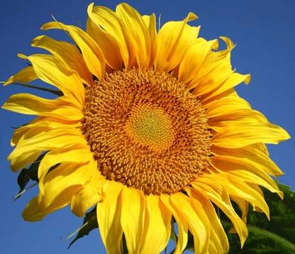 VibeX Sunflower Seed