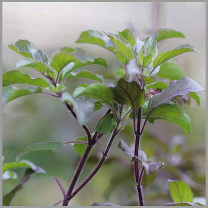WILLVINE Natural Krishna Tulsi Beej/Tulsi Bij/Basil Seed/Ocimum Sanctum / तुलसी बीज Seed