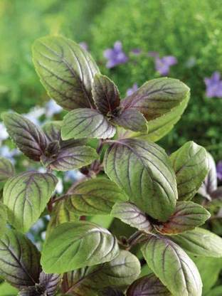 VibeX Russian Basil Seed