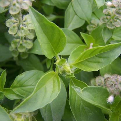 VibeX XL-12 - Hairy Lemon Thai Basil (Ocimum canum) - (4500 Seeds) Seed