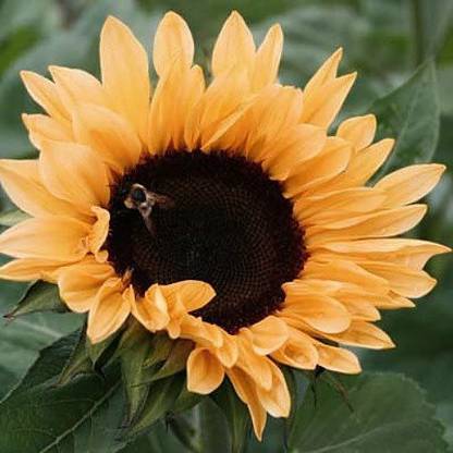 VibeX Sunflower Seed