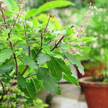 VibeX Van Tulsi Seed