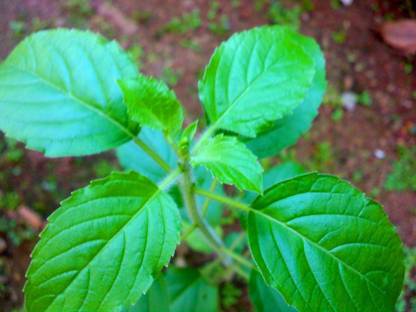 VibeX Rama Tulsi Seed