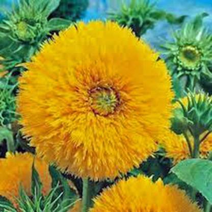 VibeX Sunflower Seed