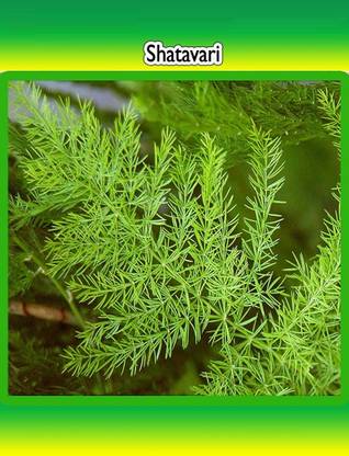 VibeX Asparagus Seed