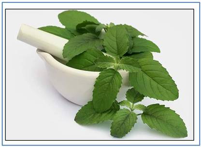 VibeX Kapoor Tulsi Seed