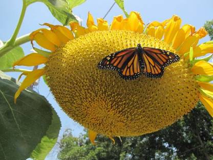 WILLVINE Giant Russian Mammoth Sunflower SEEDS Heirloom Orga Helianthus annuus Girasol Seed