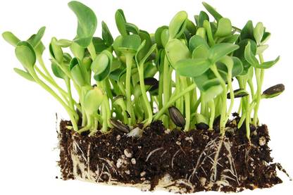 VibeX Sunflower Seed
