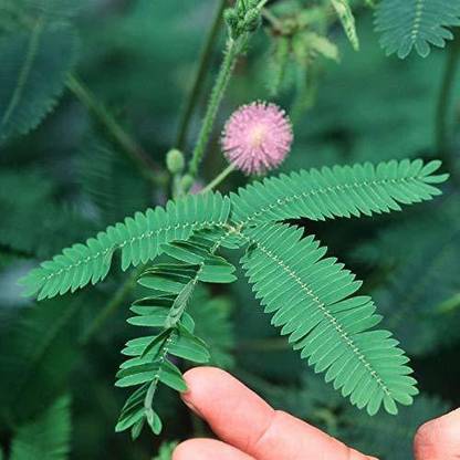 WILLVINE Lajwanti Seeds|Chui Mui Seed|Mimosa Pudica |Humble Plant Seed