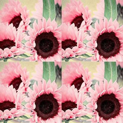 CYBEXIS LX-47 - Pink Sunflower - (1350 Seeds) Seed
