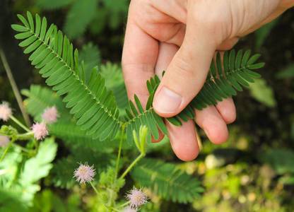 VibeX Mimosa Pudica Sensitive Plant Or"Touch Me Not" Seed