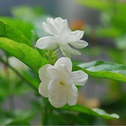 WILLVINE Jasminum Sambac Jasmine Seeds Seed
