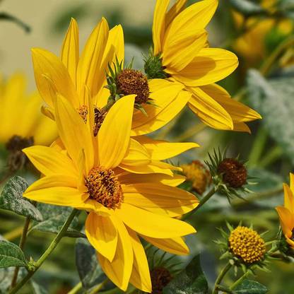 VibeX PUAS-26 - Sunflower Flower - Maximilian - (450 Seeds) Seed