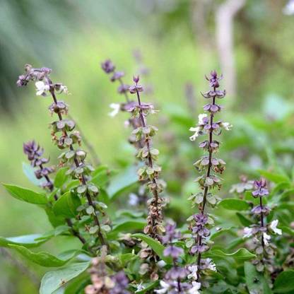 VibeX Basil Seed