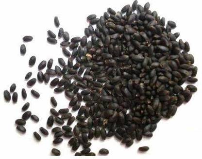 WILLVINE ™Krishna Tulsi Beej/Tulsi Bij/Basil Seed/Ocimum Sanctum / तुलसी बीज Seed