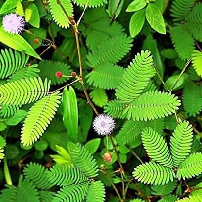 Biosnyg Sensitive Plant Seeds - Mimosa Pudica 100 Seeds Seed