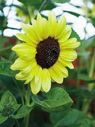 VibeX Sunflower Seed