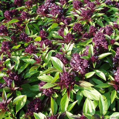 VibeX LX-13 - Thai Basil "Siam Queen" - (1500 Seeds) Seed
