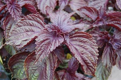 VibeX Purple Perilla Seed