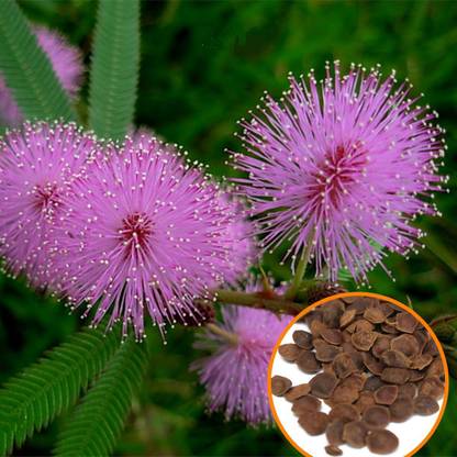 VibeX Touch Me Not Plant Bonsai Suitable Seeds Seed