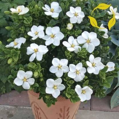 WILLVINE Cape Jasmine Gardenia Jasminoides Seeds Seed
