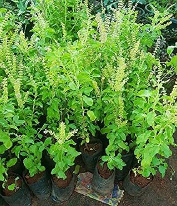 VibeX Kapoor Tulsi Seed