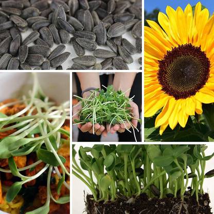 VibeX Sunflower Seed