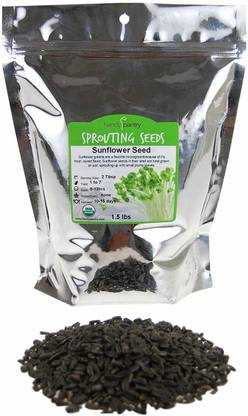 WILLVINE Sunflower Microgreens Seeds and Sprouting Seeds (Shell On) Seed