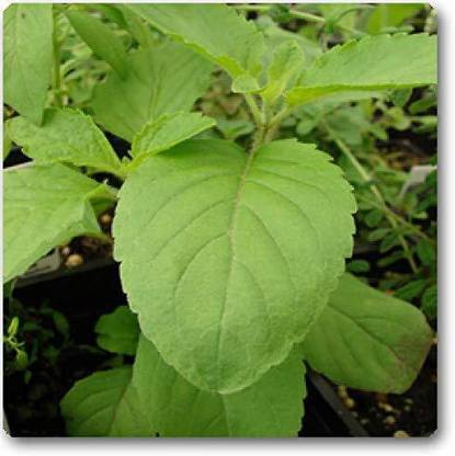 VibeX Rama Tulsi Seed