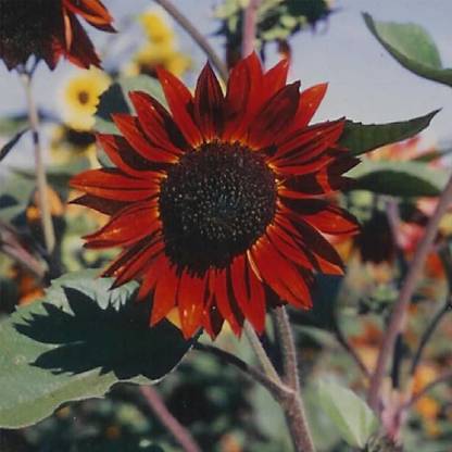 VibeX Sunflower Seed