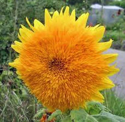 VibeX Sunflower Seed