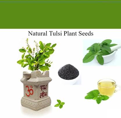 VibeX Rama Tulsi Seed