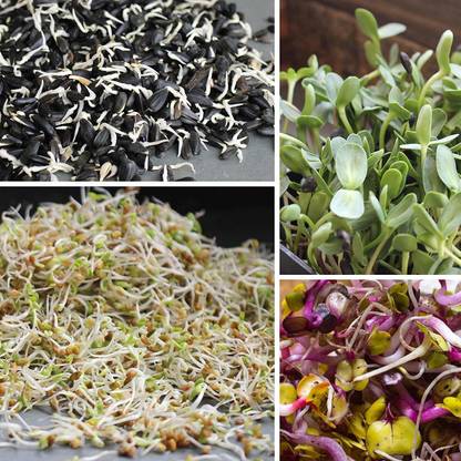 WILLVINE ™Black Oil Sunflower Microgreens Seeds and Sprouting Seeds (Shell On) Seed