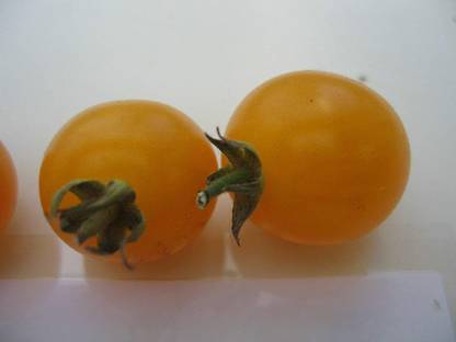 WILLVINE ™Rare Female Ginseng Seeds Health Fruit eeds Pepino Seed Seed