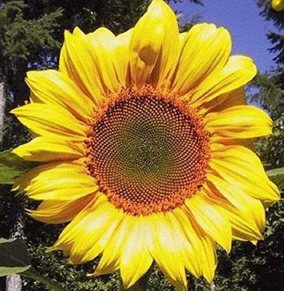VibeX Sunflower Seed