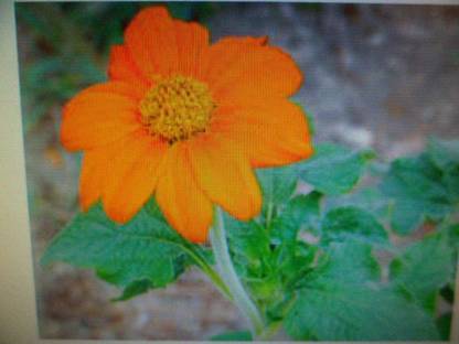 VibeX Sunflower Seed