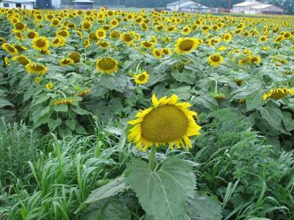 VibeX Sunflower Seed