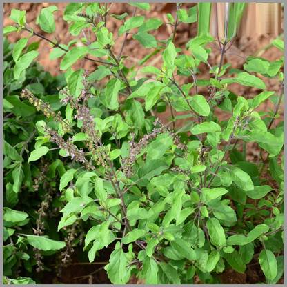 VibeX Krishna Tulsi Seed