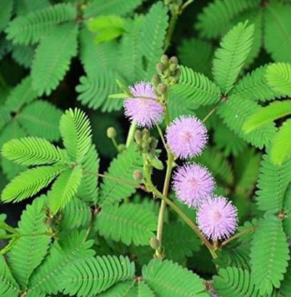 Biosnyg Mimosa pudica,Sensitive Plant,Tickle me 50 Seeds Seed