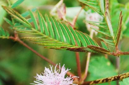 VibeX Mimosa Pudica Seed