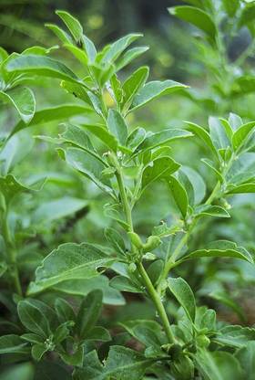 VibeX Ashwagandha Seed
