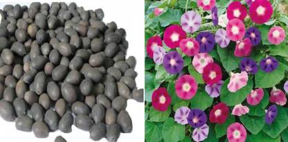 xcentax IPOMEA MORNING GLORY, KAMAL GATTA Seed