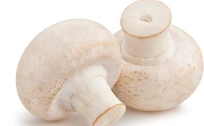 Shroomness Premium Button Mushroom Spawn Seed
