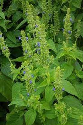 V Seed Chia Seeds Seed