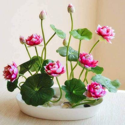 KRISHNA Lotus (Kamal) Seed
