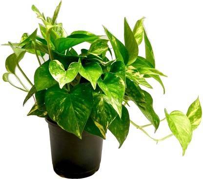 Grun Money Plant