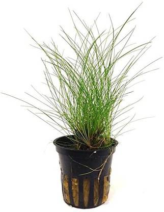SKYCOM Dwarf Hairgrass Plant