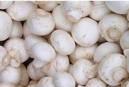 PLANTZON Mushroom Seed