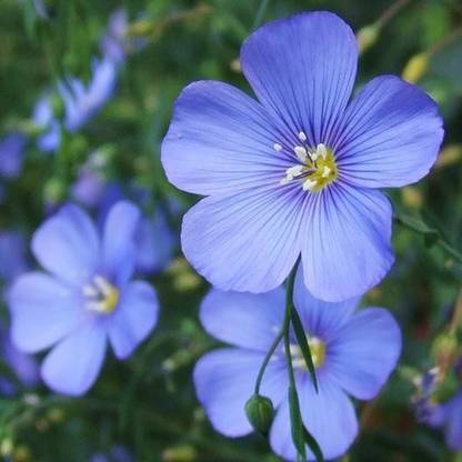 Green Tree Flax, ALSI, , ,, linseed Seed